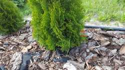 Agrowłóknina 50g czarna 1,6m x 100m